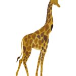That&apos;s Mine - Wallsticker Giraffe - Multi