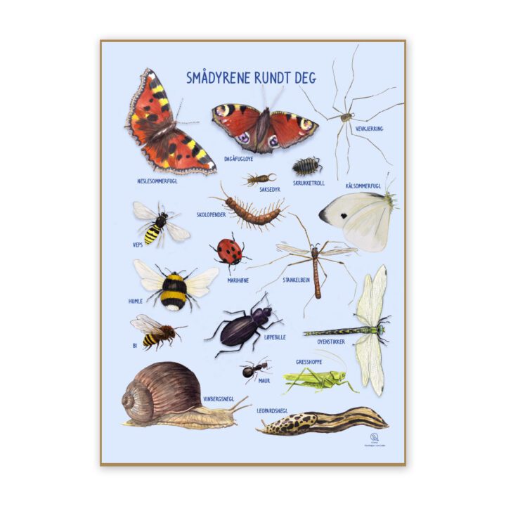 Ciha | Plakat 50 x 70 cm - Smådyr omkring dig Norsk