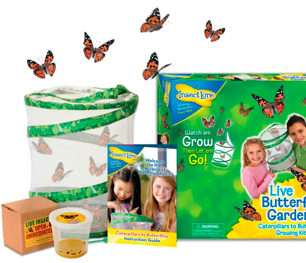 InsectLore | Sommerfuglehave m. 5 larver