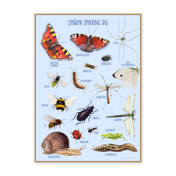 Plakat 50 x 70 cm - Smådyr omkring dig Dansk