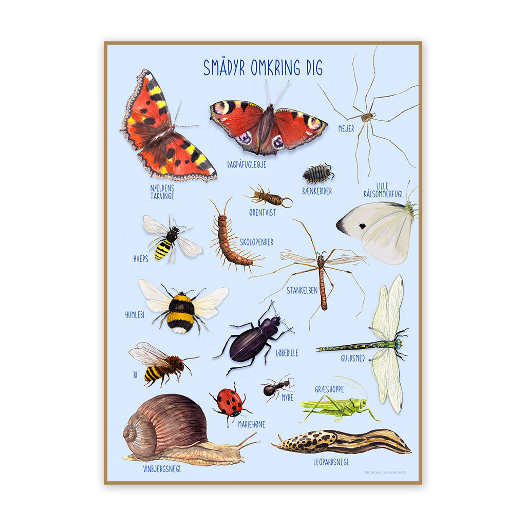 Plakat 50 x 70 cm - Smådyr omkring dig Dansk
