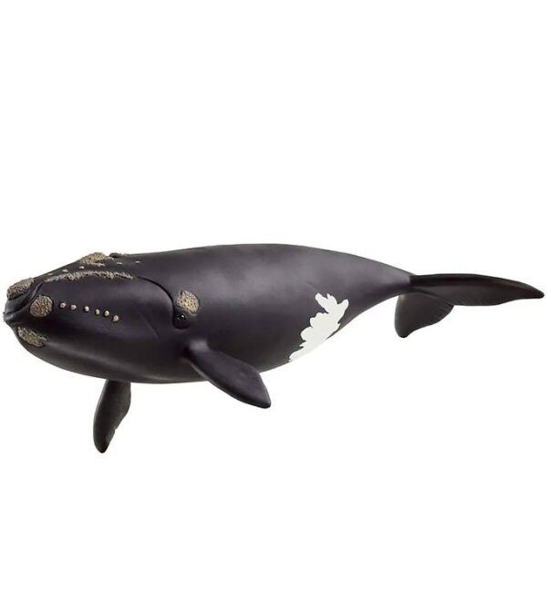 Schleich Wild Life - Nordkaper Hval - 19,5 cm - 14878