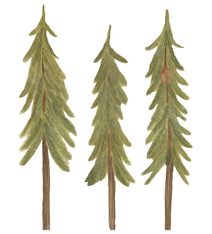 That's Mine Wallstickers - Fyrretræer - 3 stk. - Small