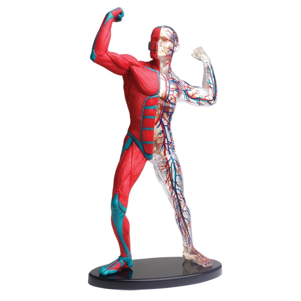 Anatomimodel - Muskler og skelet Anatomimodel - Muskler og skelet