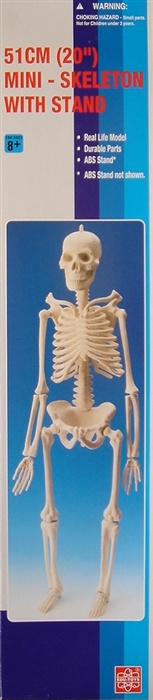 Edu-Toys | Skelet