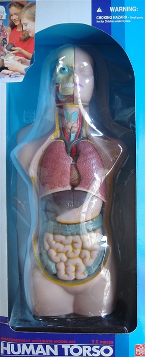 Edu-Toys | Torso - gennemskåret menneskekrop 50 cm