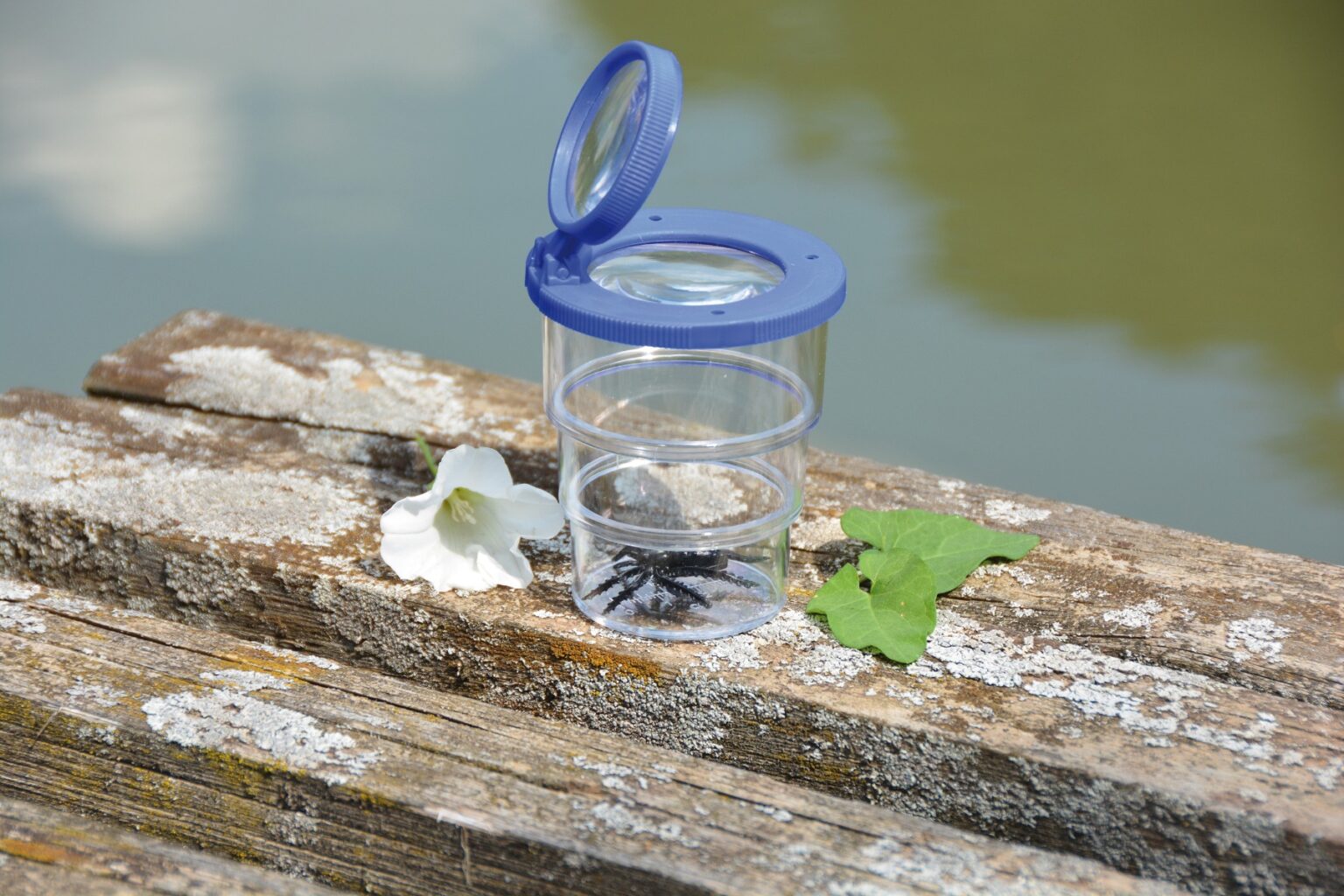 Eduplay | Insektglas, foldbart - Ø 7 cm.