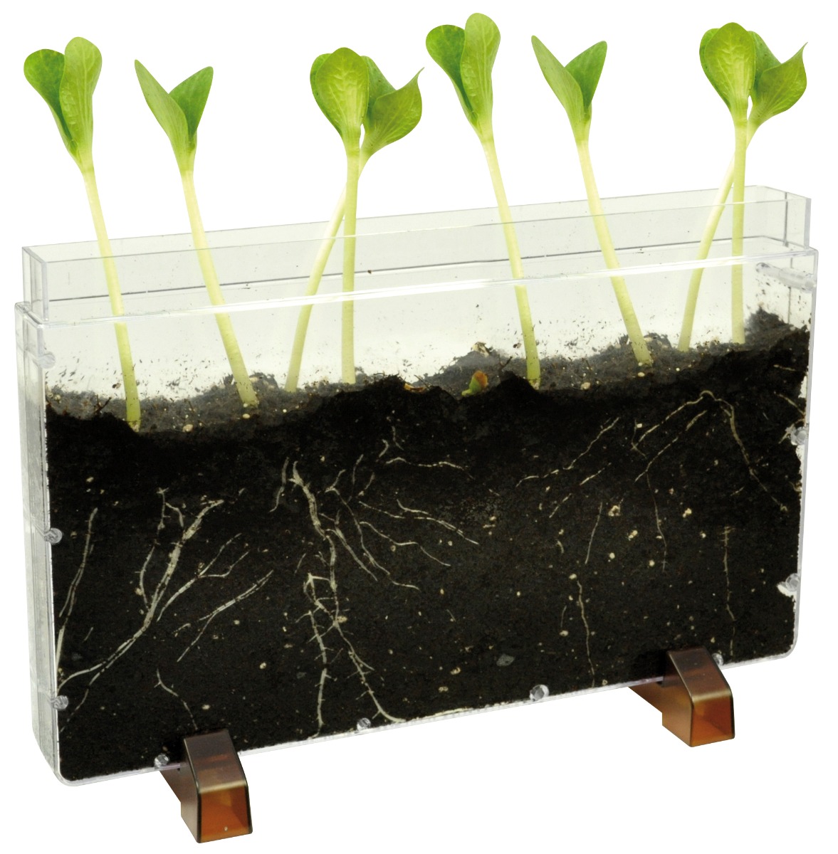 Observationskasse - Orme/Rødder