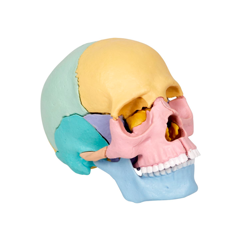 Samlesæt - Kranium, 17 dele