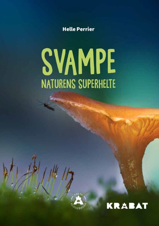Svampe
