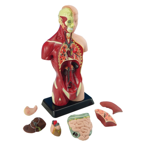 Edu-Toys | Anatomimodel - Torso, 27cm