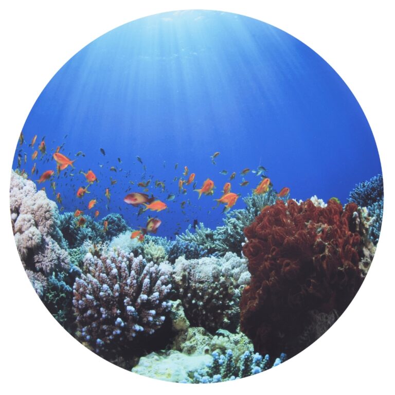 tickit® | Sæt scenen Ø62,5 cm - Under havet tickit® | Sæt scenen Ø62,5 cm - Under havet