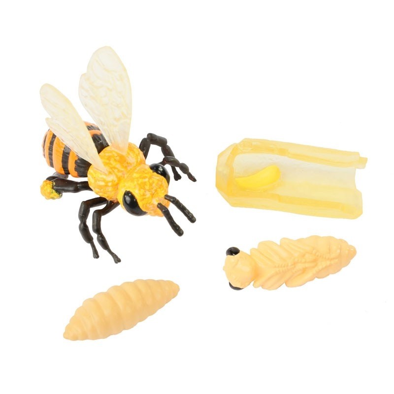 InsectLore | Livscyklus: Fra æg til insekt - Honningbi